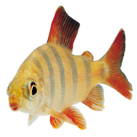 Fish Png 15 Transparent HQ PNG Download | FreePNGImg