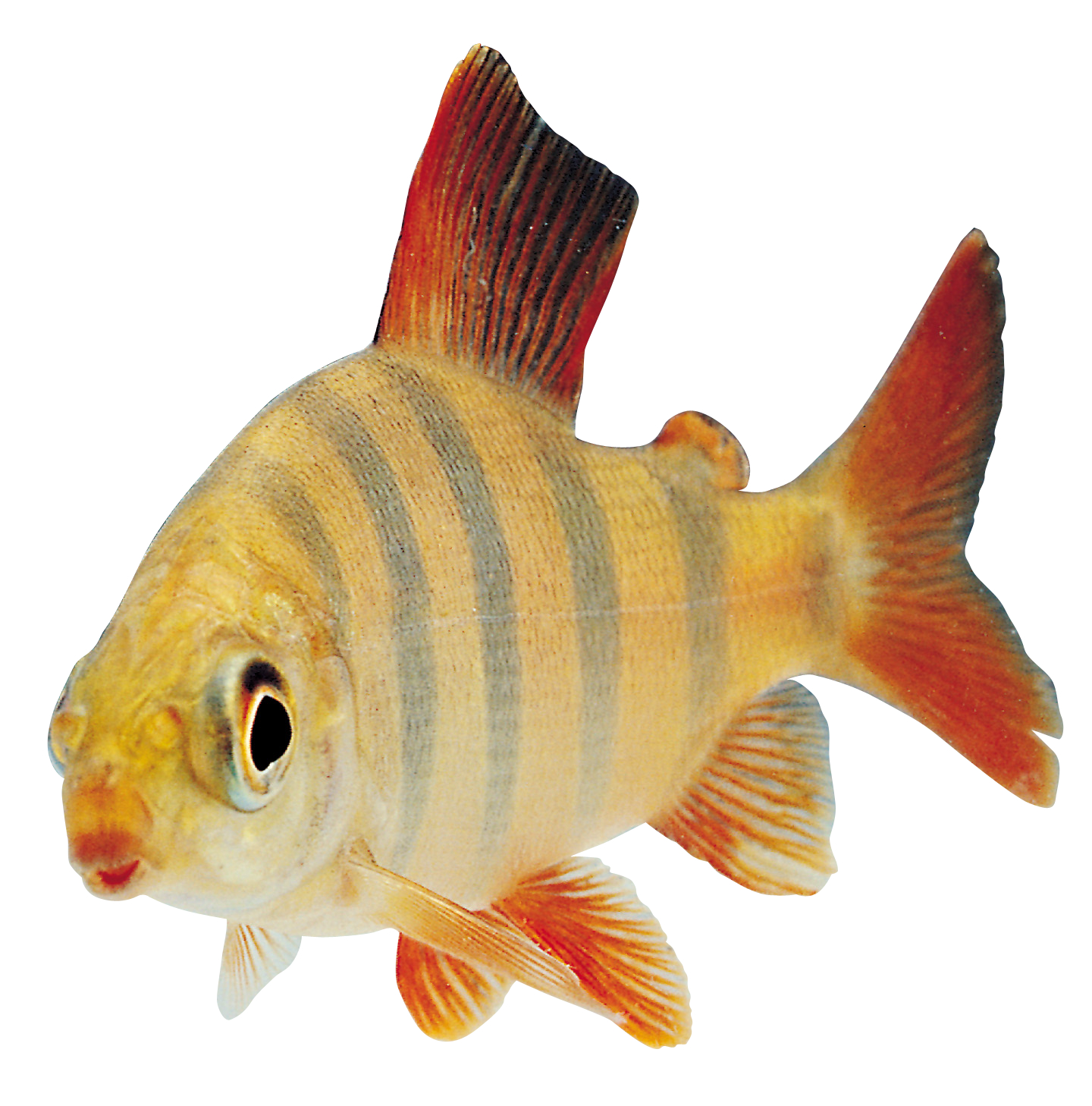 Fish Png 9 PNG Image