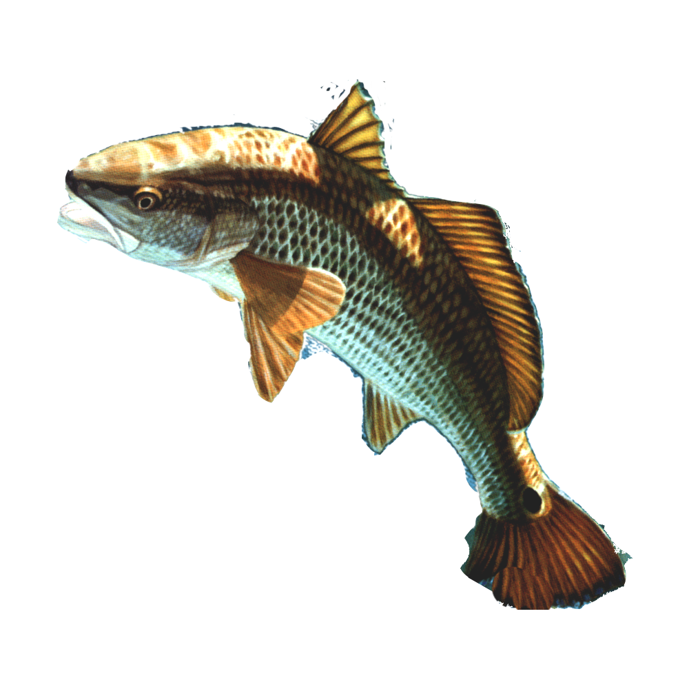Fish Png 13 PNG Image