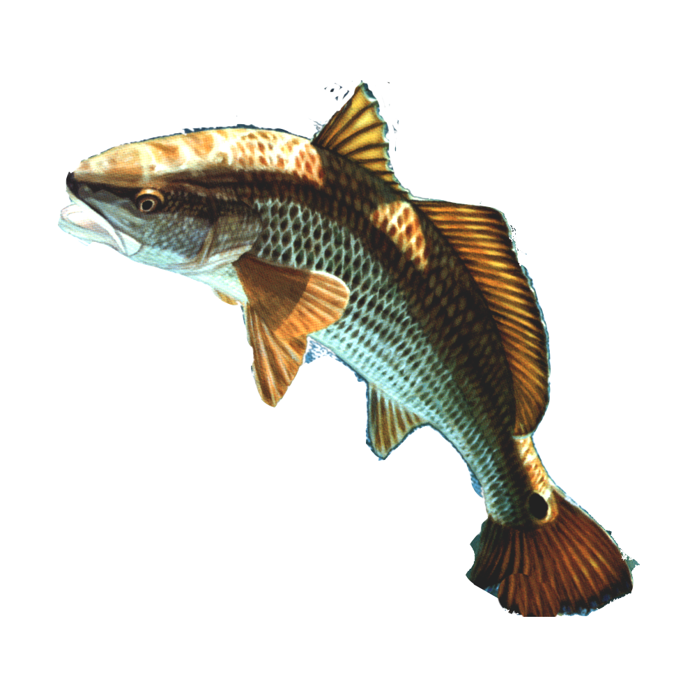 Download Fish Png 13 HQ PNG Image FreePNGImg