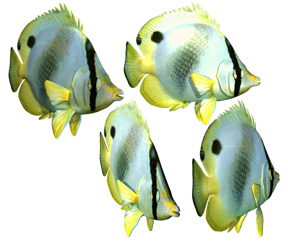 Fish Png 3 PNG Image