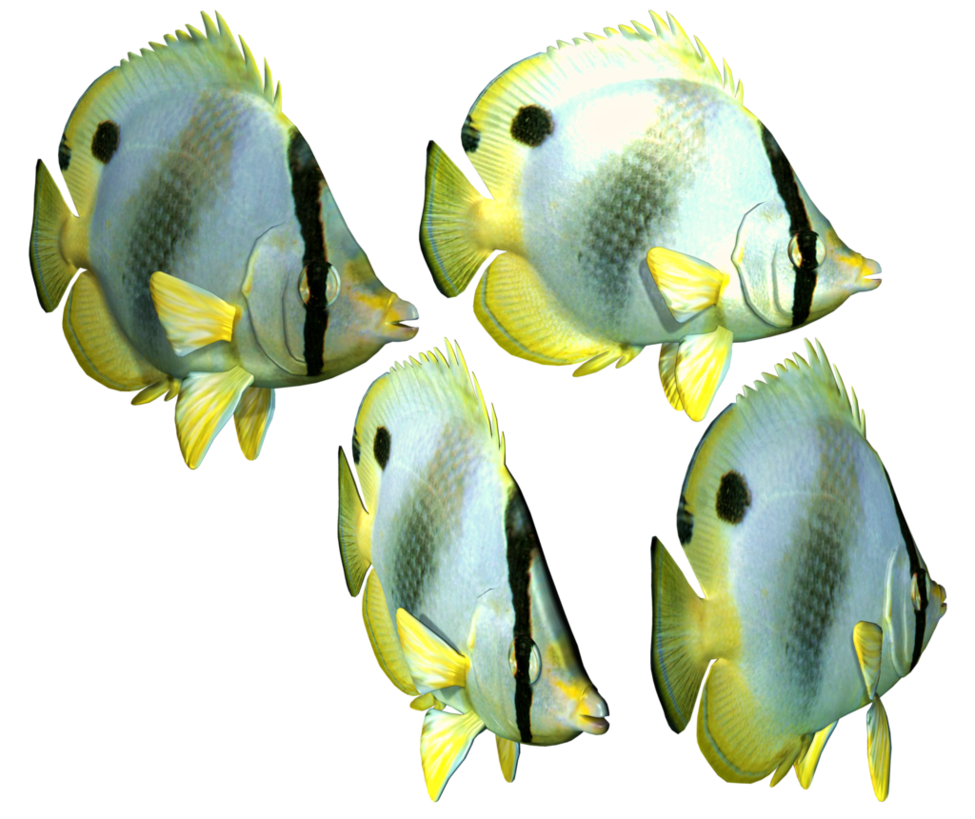 Fish Png 3 Transparent HQ PNG Download | FreePNGImg