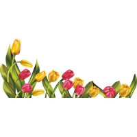 Tulip Picture PNG Image