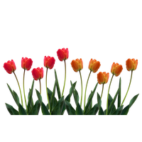 Tulip Png Pic PNG Image