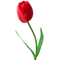 Tulip Png Pic Transparent HQ PNG Download | FreePNGImg