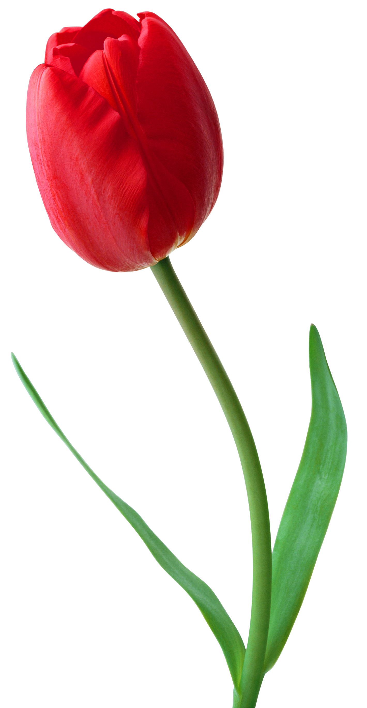 Bunga Tulip Png Gambar Bunga Tulip Png Free Download - vrogue.co
