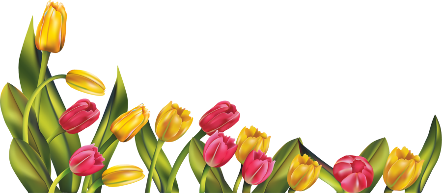 Beautiful Tulip PNG Image