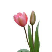 download tulip free png photo images and clipart freepngimg tulip free png photo images and clipart