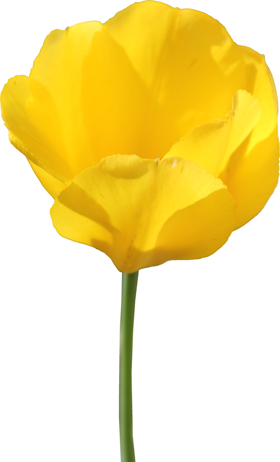 Yellow Tulip PNG Image