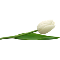 White Tulip PNG Image
