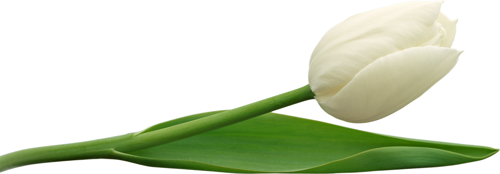 White Tulip PNG Image
