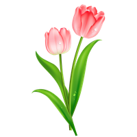 Download Tulip Free PNG photo images and clipart | FreePNGimg