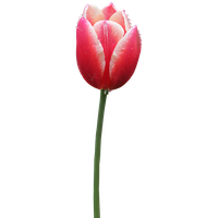 Tulip Free Png Image PNG Image