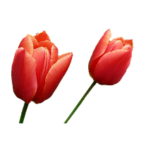 Tulip Image PNG Image