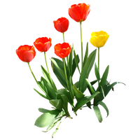 Tulip Transparent Image PNG Image