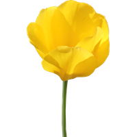 Tulip Transparent PNG Image