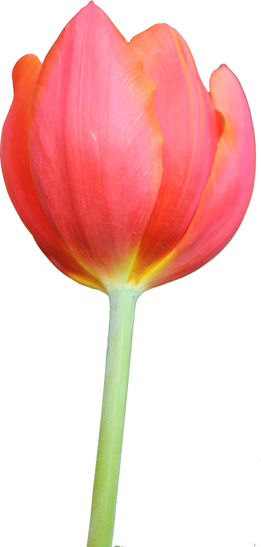 Tulip Hd PNG Image