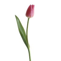 Tulip Photos Transparent HQ PNG Download | FreePNGImg