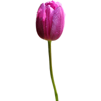 Tulip Png Hd PNG Image
