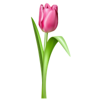 Tulip Free Download Png PNG Image