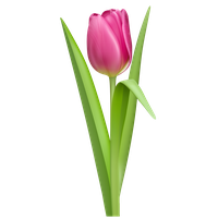 download tulip png picture hq png image freepngimg download tulip png picture hq png image