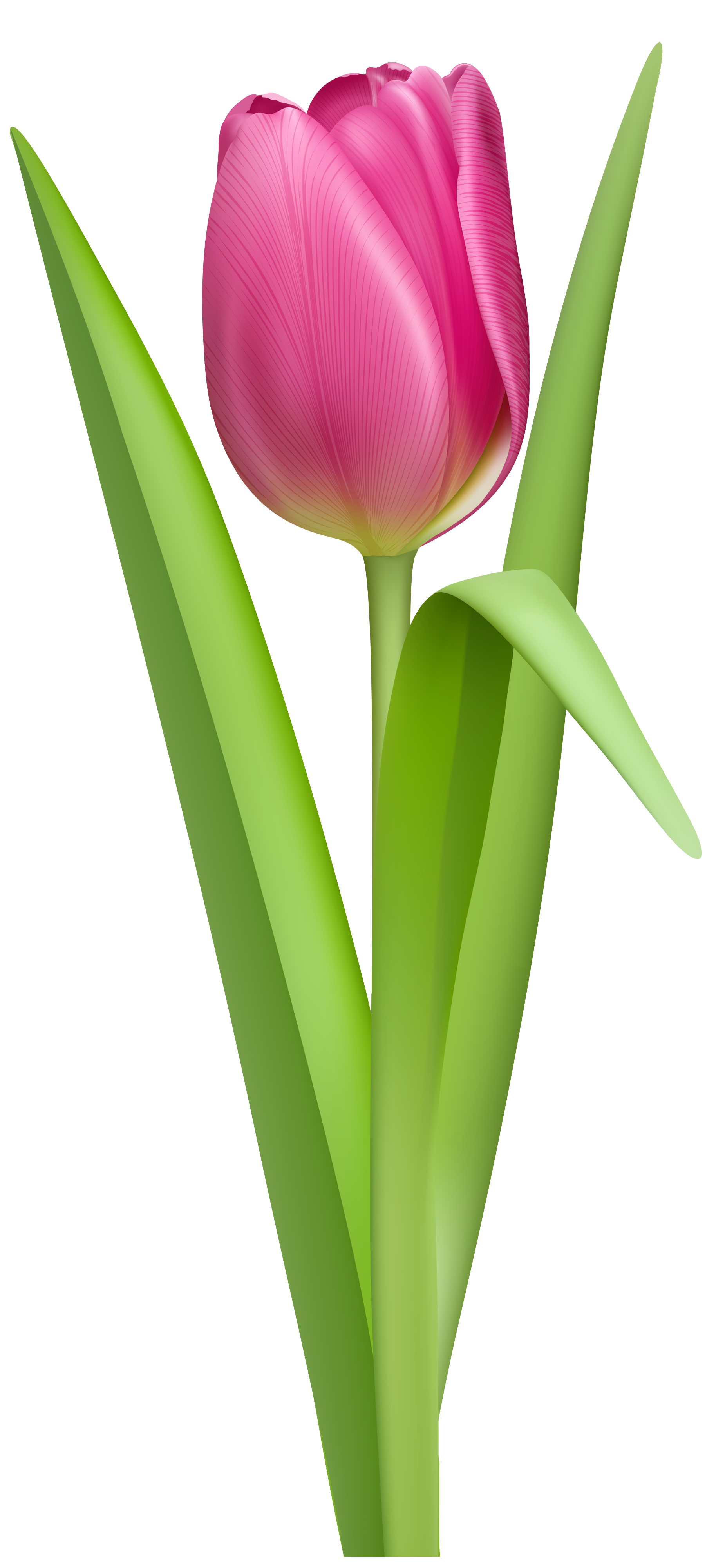 Tulip Png Picture PNG Image
