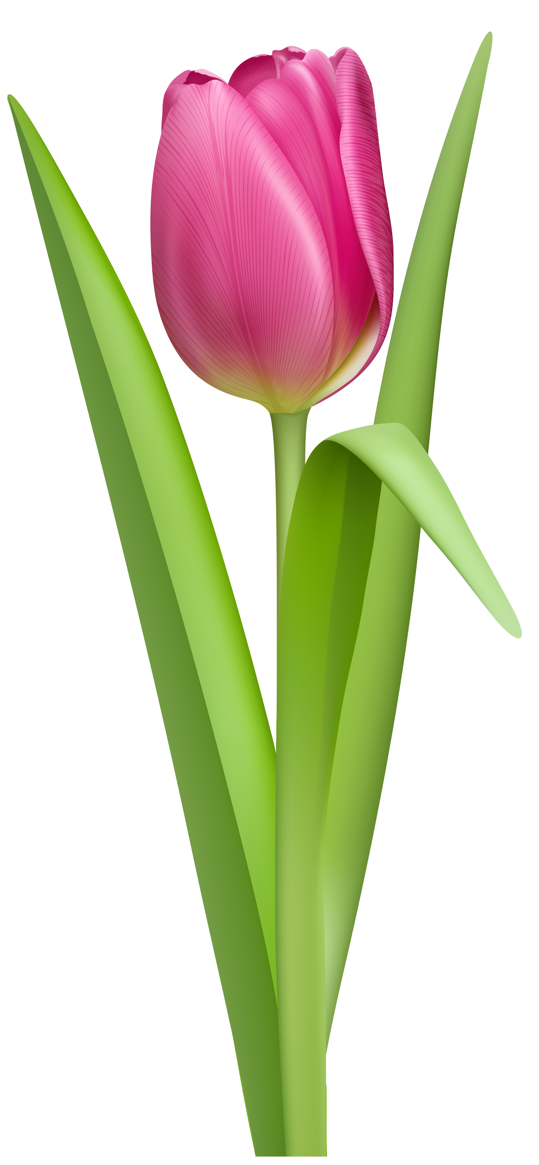 Download Tulip Png Picture HQ PNG Image | FreePNGImg