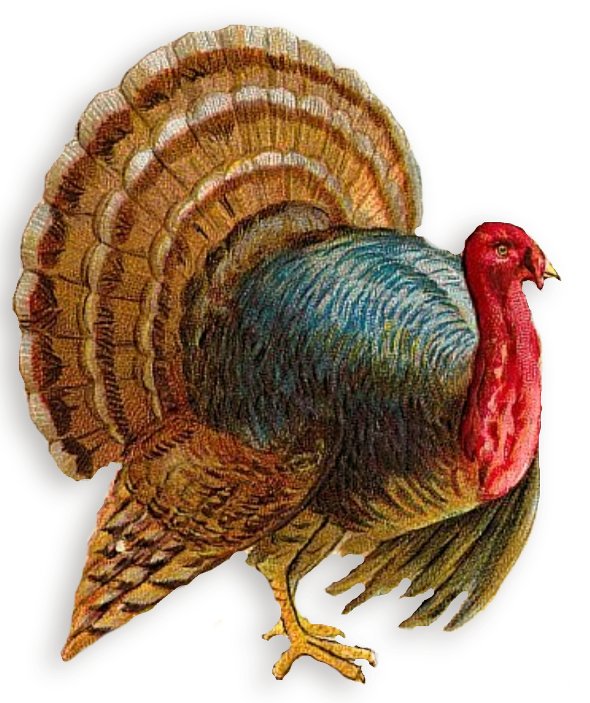 Turkey Clipart PNG Image