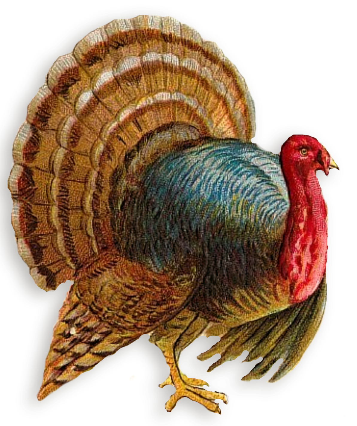 Download Download Turkey Clipart HQ PNG Image | FreePNGImg