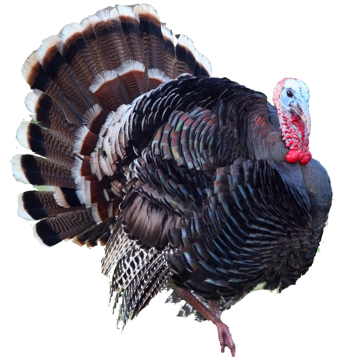 Turkey Png PNG Image