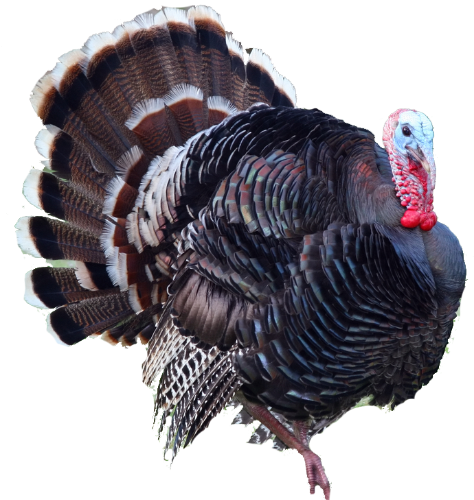 Download Turkey Png HQ PNG Image | FreePNGImg