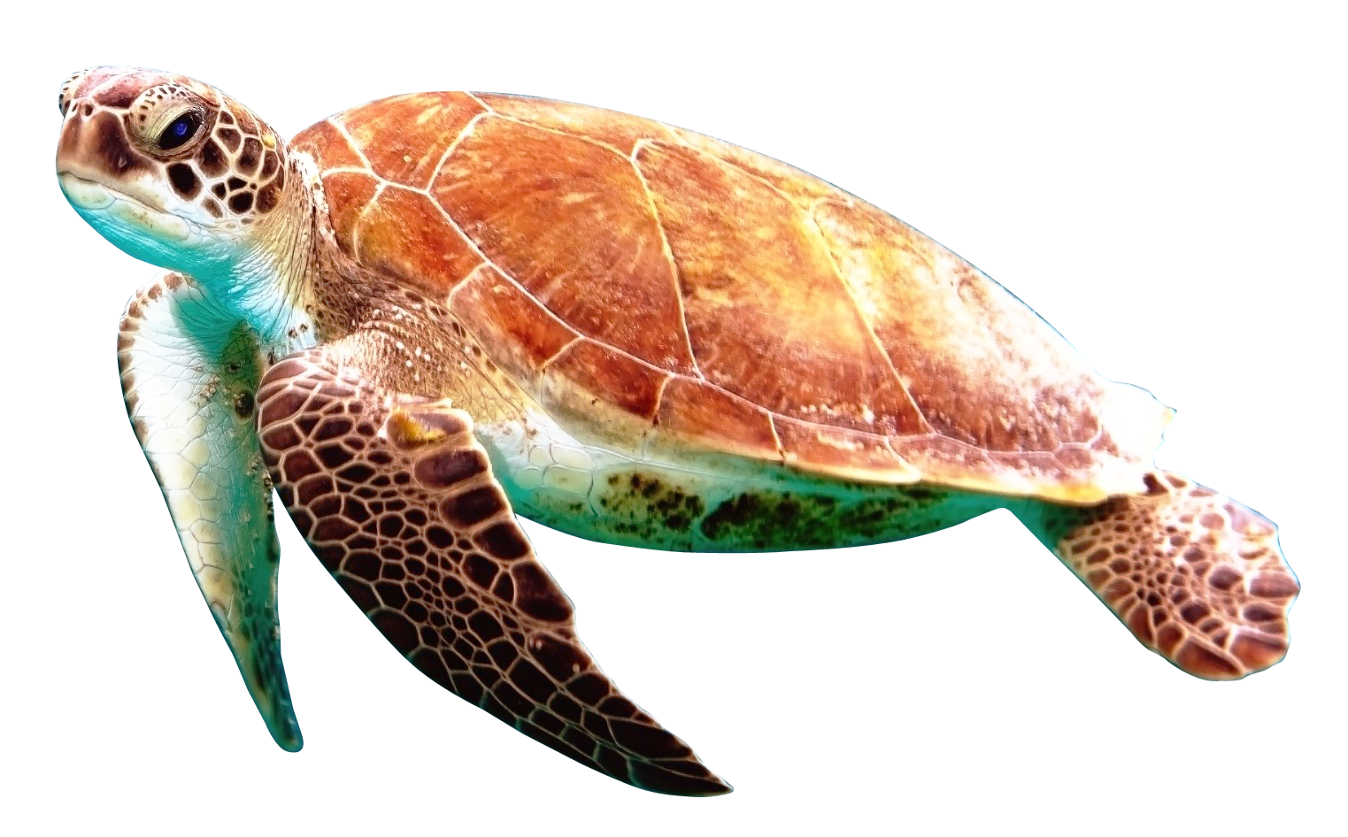 Turtle Free Download Image PNG Image