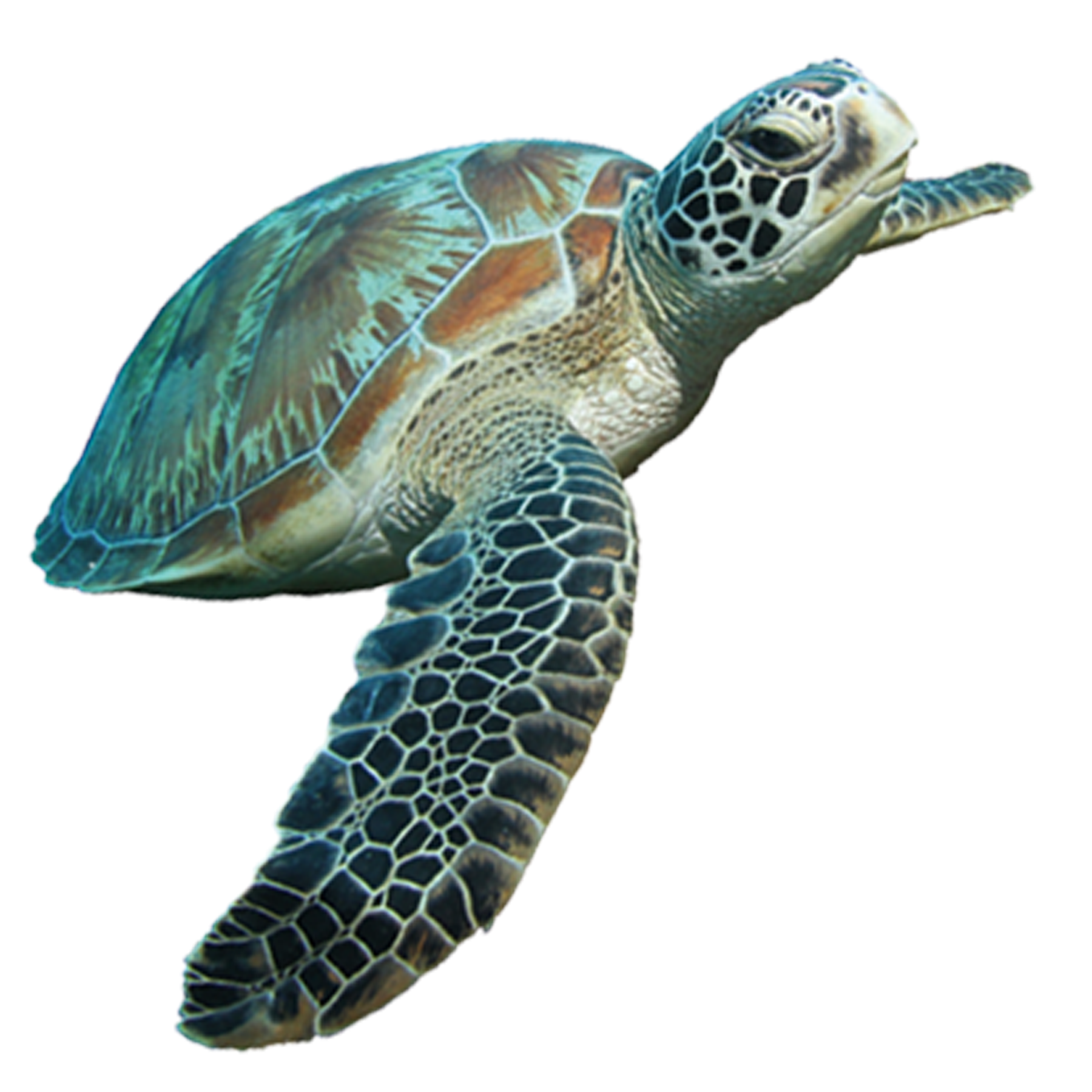 Turtle HQ Image Free PNG Image