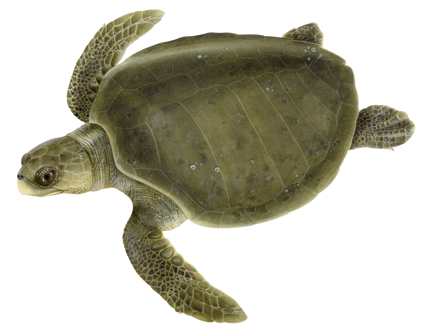 Turtle Green Free Photo PNG Image
