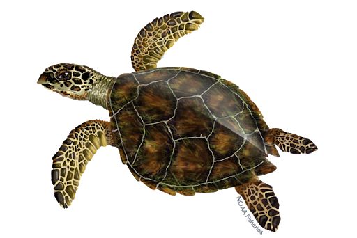 Turtle Sea Download Free Image PNG Image