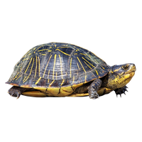 Download Turtle Free PNG photo images and clipart | FreePNGImg