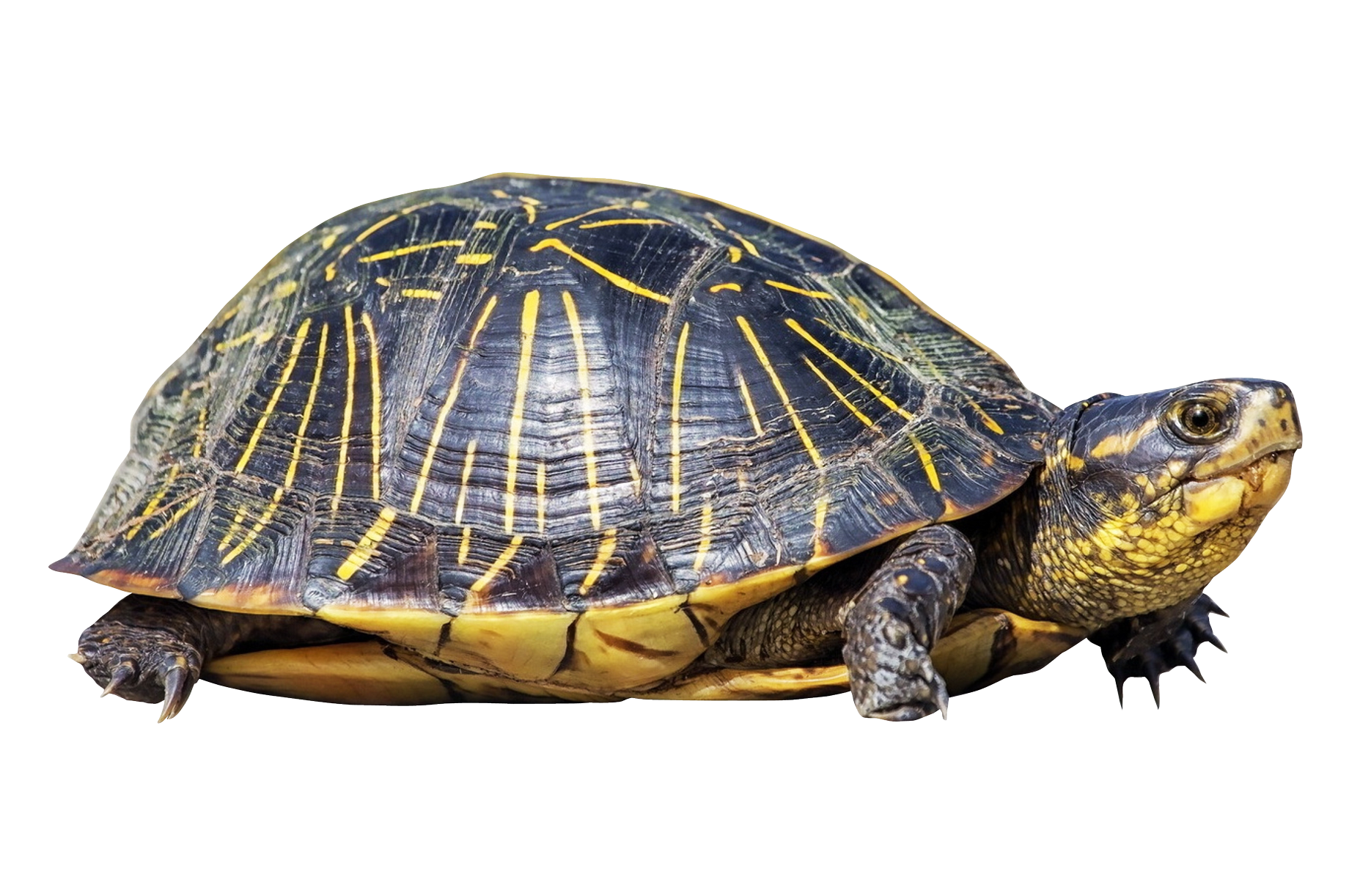 Turtle Photos Sea Free PNG HQ PNG Image