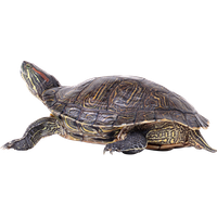 Download Turtle Free PNG photo images and clipart | FreePNGImg