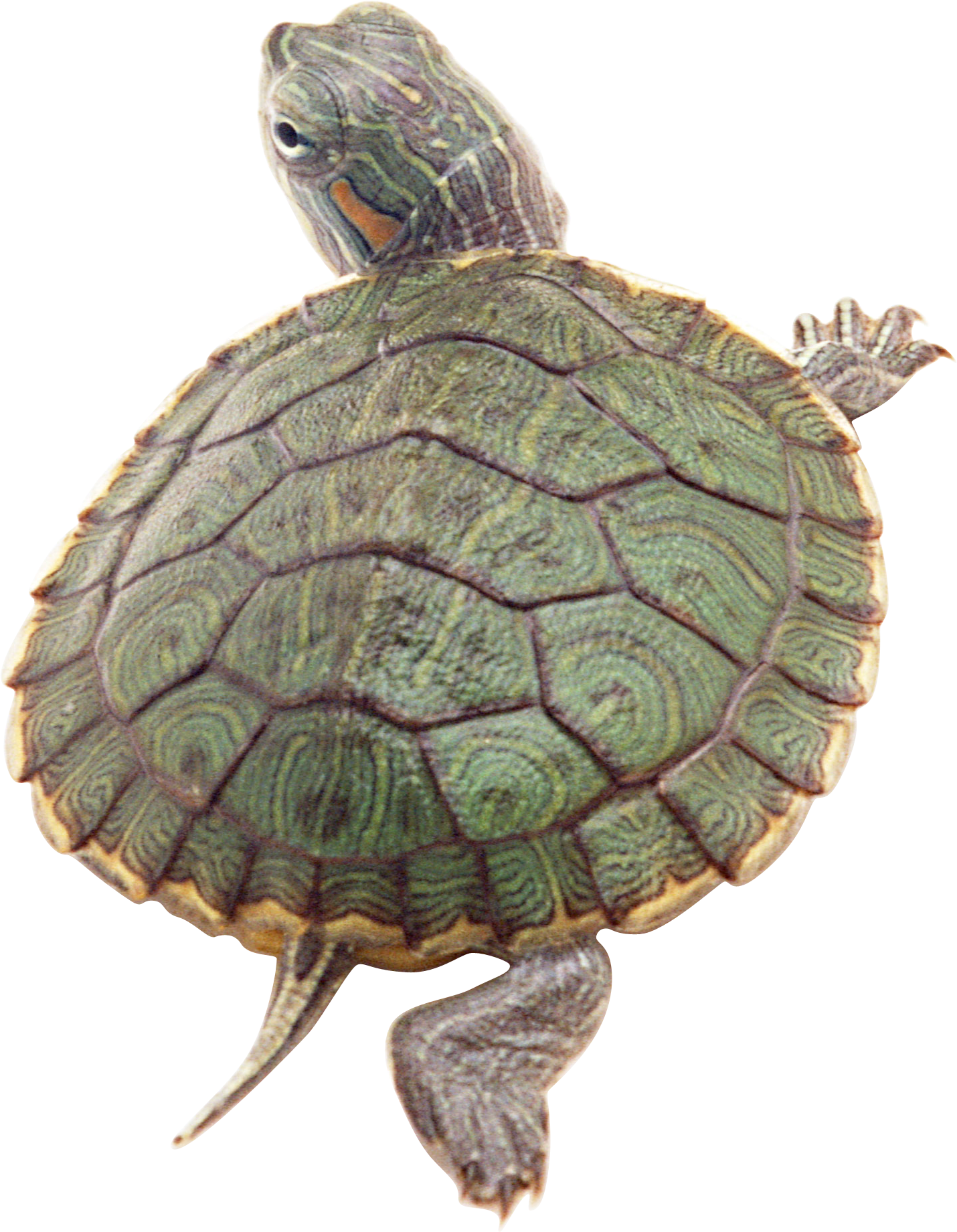Turtle Sea Free Download PNG HQ PNG Image