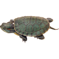 Download Turtle Free PNG photo images and clipart | FreePNGimg