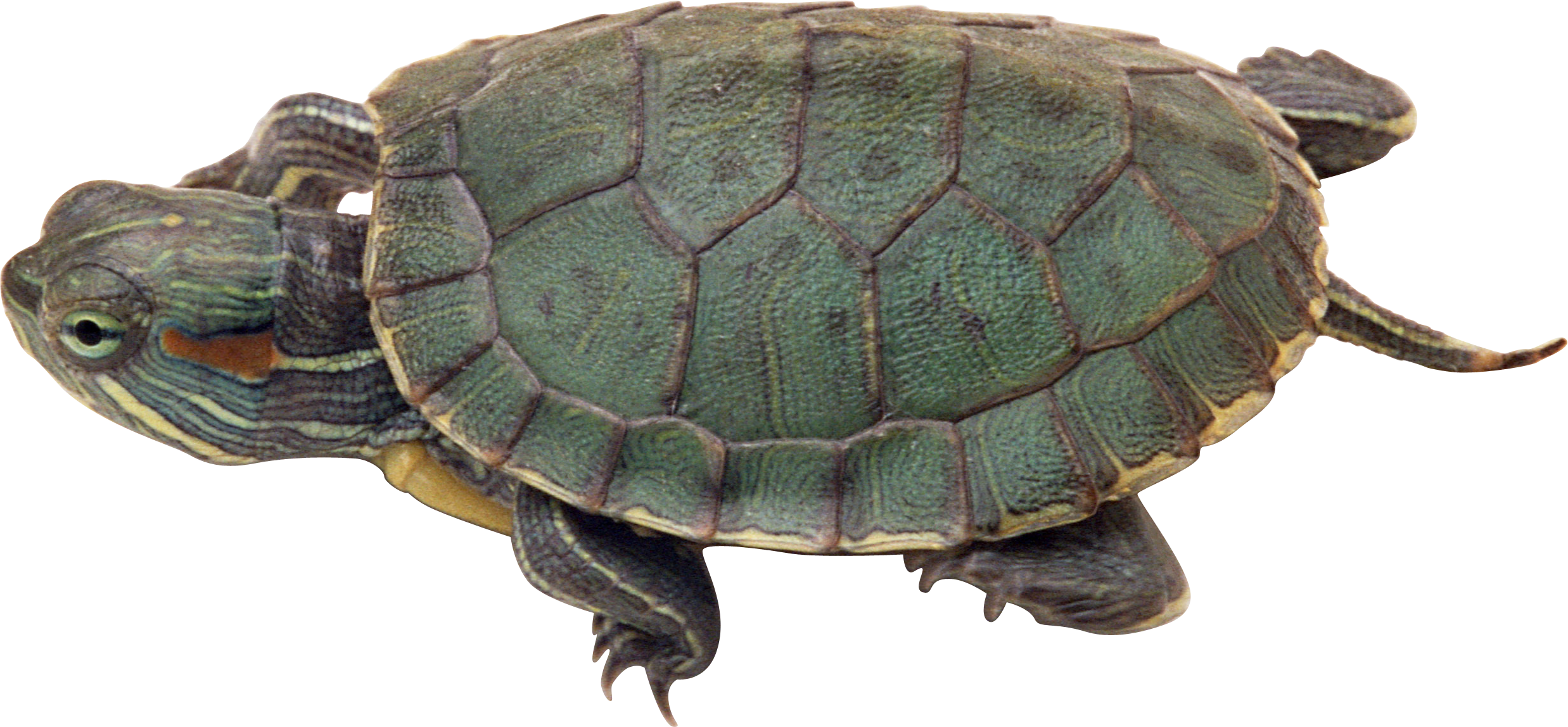 Turtle Sea Download HD PNG Image