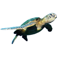 Download Turtle Free Png Photo Images And Clipart 