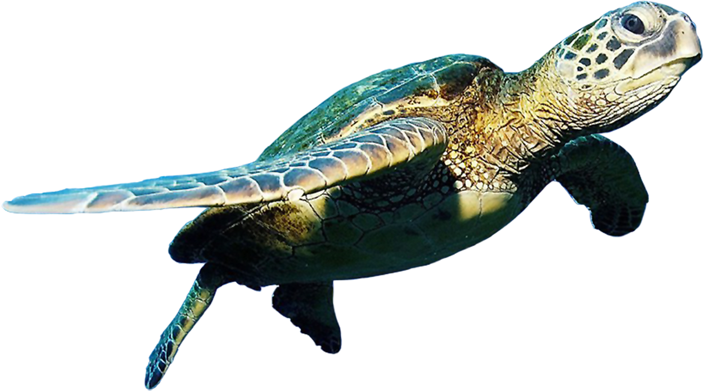 Turtle Free Photo PNG Image