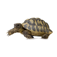 Turtle Free Download Image PNG Image