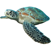 Download Turtle Free PNG photo images and clipart | FreePNGimg