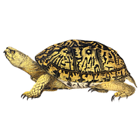 Box Turtle Image PNG Image