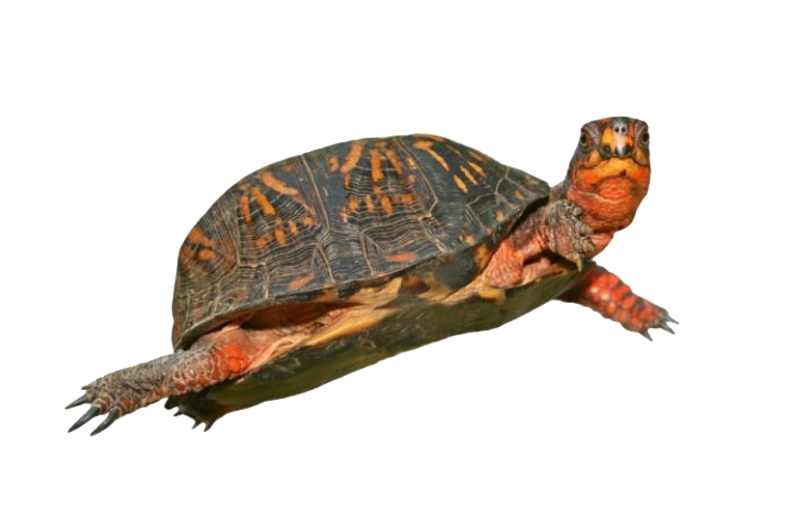 Box Turtle Hd PNG Image