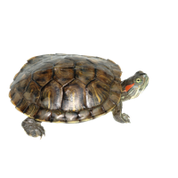 Box Turtle Transparent PNG Image