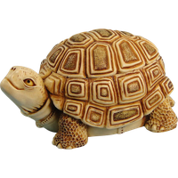 Box Turtle Transparent Background PNG Image