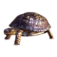 Box Turtle Free Download